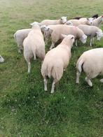 Dekrammen dekram rammen, Dieren en Toebehoren, Schapen, Geiten en Varkens, Mannelijk, Schaap