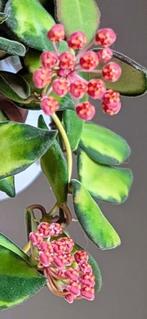 Hoya Burtoniae Variagata, Ophalen of Verzenden, In pot, Halfschaduw, Minder dan 100 cm