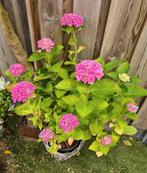Grote hortensia hydrangea in knop tuinplant struik plant, Vaste plant, Halfschaduw, Zomer, Ophalen