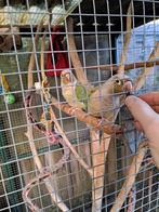 Pyrrhura parkieten, Dieren en Toebehoren, Vogels | Parkieten en Papegaaien, Meerdere dieren, Parkiet, Geringd