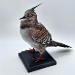 Spitskuifduif taxidermie, Ophalen of Verzenden, Nieuw, Vogel, Opgezet dier