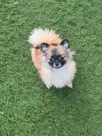 Pomeranian teefje, Dieren en Toebehoren, Honden | Chihuahua's en Gezelschapshonden, Parvo, 15 weken tot 1 jaar, Overige rassen