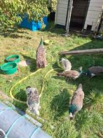 Jonge blauwe pauwen, Dieren en Toebehoren, Pluimvee, Meerdere dieren, Overige soorten