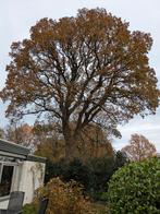 Boomverzorging ETW klimmend boom snoeien of kappen, Diensten en Vakmensen, Tuinmannen en Stratenmakers, Garantie, Tuinonderhoud of Snoeiwerk