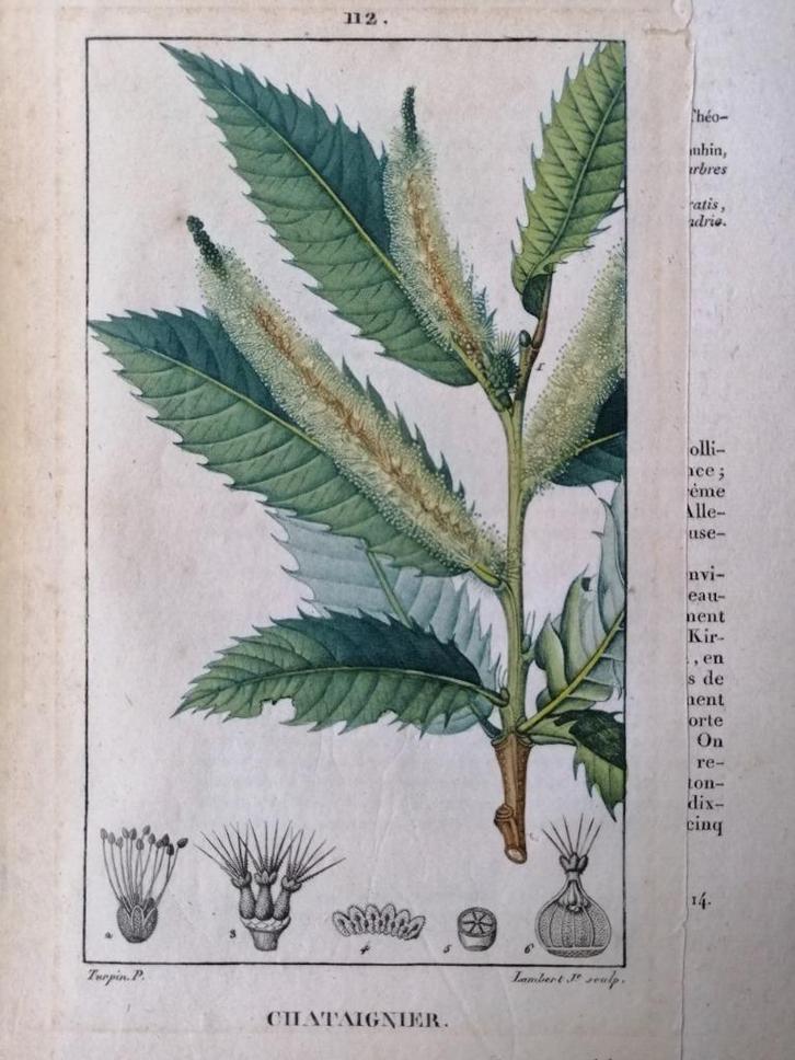 Antieke franse stippelgravure Châtaignier - Kastanjeboom, Antiek en Kunst, Kunst | Etsen en Gravures, Ophalen of Verzenden