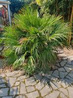 Dwergpalm - Chamaerops Humilis, Volle zon, Vaste plant, Zomer, Ophalen