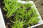 Liriope Muscari / lelie gras  vaste plant, Vaste plant, Halfschaduw, Zomer, Ophalen