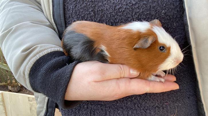 Mooie jonge cavia beertjes, Dieren en Toebehoren, Knaagdieren, Mannelijk, Cavia, December, Tam