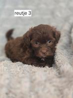 Super mooi gezonde boomer pups. CHOCO !!!, Overige rassen, 8 tot 15 weken, CDV (hondenziekte), Meerdere
