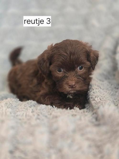 Super mooi gezonde boomer pups. CHOCO !!!, Dieren en Toebehoren, Honden | Chihuahua's en Gezelschapshonden, Meerdere dieren, Overige rassen