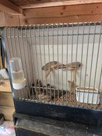 3 koppels Zebravinken   en nog 3 jongen, Dieren en Toebehoren, Vogels | Overige Vogels, Meerdere dieren, Tropenvogel