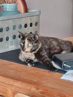 Nieuw huisje gezocht op boerderij of manege oid!, Dieren en Toebehoren, Katten en Kittens | Overige Katten, Poes, 6 jaar of ouder