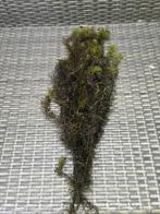 Grof hoornblad, Dieren en Toebehoren, Vissen | Aquaria en Toebehoren, Ophalen, Nieuw, Plant(en), Steen of Hout