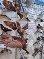 17 nederlandse hoogvliegers, Meerdere dieren, Postduif