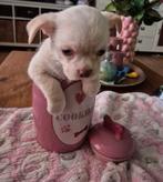 Boomchi pups!!, Overige rassen, 8 tot 15 weken, CDV (hondenziekte), Meerdere dieren