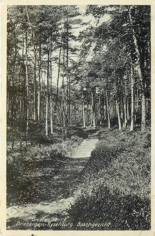 (388-409-041) Driebergen-Rijsenburg Boschgezicht, Verzamelen, Ansichtkaarten | Nederland, Utrecht, Verzenden