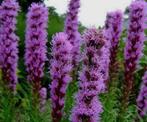 🌺 Lampenpoetser zaden te koop 🌱, Ophalen of Verzenden, Volle zon