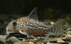 Corydoras Sterba, Dieren en Toebehoren, Vis, Zoetwatervis