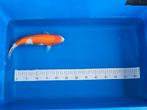 Kohaku van Oofuchi 1euro per cm, Dieren en Toebehoren, Vissen | Vijvervissen, Karper of Koi