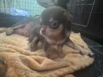 de laatste mooi en lief teefje mini chihuahua, Dieren en Toebehoren, Honden | Chihuahua's en Gezelschapshonden, 8 tot 15 weken