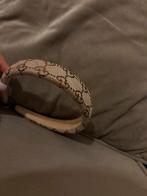 Gucci haarband, Ophalen of Verzenden, Nieuw