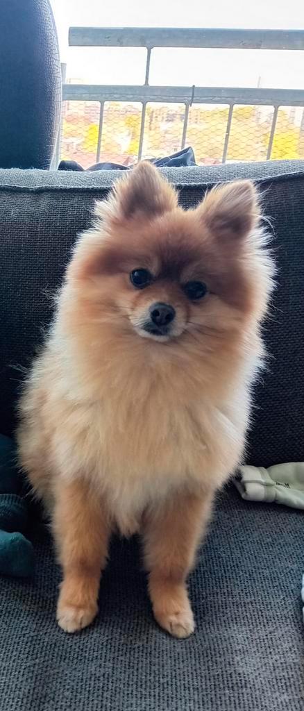Lieve Pomeriaan zoekt nieuw huisje, Dieren en Toebehoren, Honden | Poolhonden, Keeshonden en Oertypen, Reu, Keeshond, Particulier