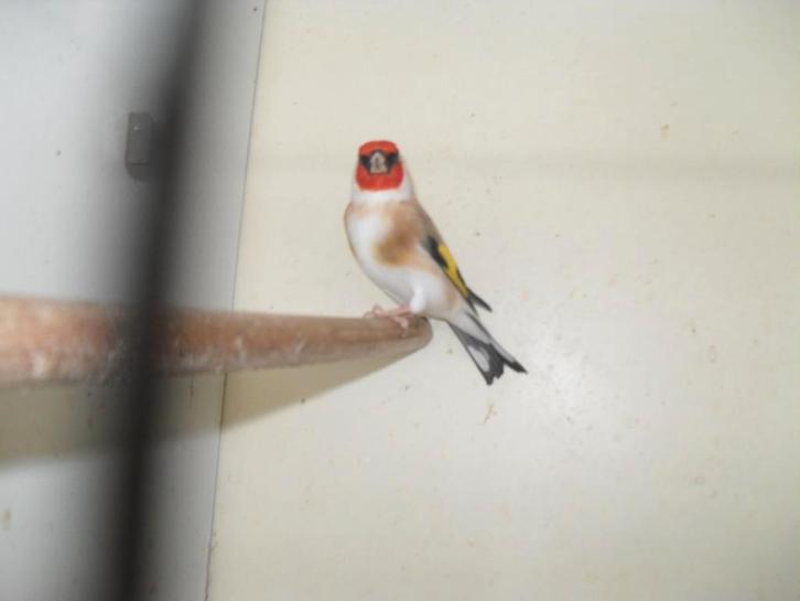 mooie putterman + tropen, Dieren en Toebehoren, Vogels | Overige Vogels, Mannelijk