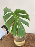 Monstera Variegata Cutting 2, Huis en Inrichting, Kamerplanten, Ophalen of Verzenden, Halfschaduw, Minder dan 100 cm