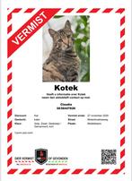 VERMIST, Dieren en Toebehoren, Vermiste en Gevonden Dieren, Kat