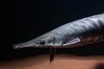 Atractosteus tropicus Tropical gar adult, Dieren en Toebehoren, Vis, Zoetwatervis