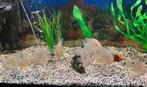 Mooie Groep van 7 Acarichthys heckelii, Dieren en Toebehoren, Vissen | Aquariumvissen, Vis, Zoetwatervis, Schoolvis