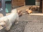 Maltipoo pups ( maltezer x toypoedel ) / beide ouders getest, Dieren en Toebehoren, Honden | Chihuahua's en Gezelschapshonden