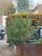 Rozemarijn Plant - 30cm Rosemary, Volle zon, Vaste plant, Ophalen of Verzenden, Kruiden