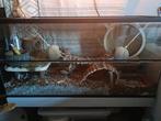 Terrarium 100x50x40 ZSM WEG, Ophalen, Zo goed als nieuw, Hok, Minder dan 60 cm