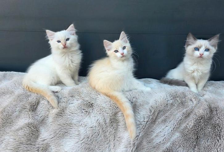 🐈Ragdoll kittens Red Mink Bicolor-  en Redpoint Tabby., Dieren en Toebehoren, Katten en Kittens | Raskatten | Langhaar, Kater
