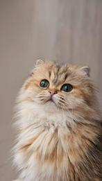 Brits langhaar Poesje -Black Golden tabby met luxe stamboom, Poes, Met stamboom