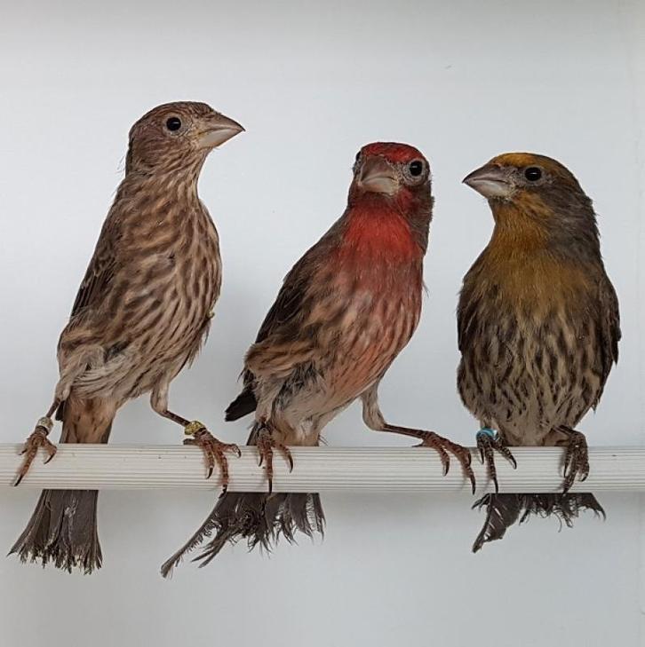 Mexicaanse Roodmussen 4 poppen, Dieren en Toebehoren, Vogels | Overige Vogels, Wildzangvogel, Vrouwelijk, Geringd