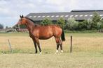 Te koop drachtige ster merrie, Merrie, Gechipt, Dressuurpaard, L