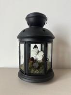 Appias Indra vlinder, Ophalen