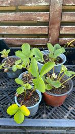 Aardbei plantjes, Ophalen, Zomer, Volle zon