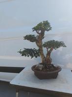Ligustrum bonsai, Ophalen, Bloeit niet, Overige soorten, Minder dan 100 cm