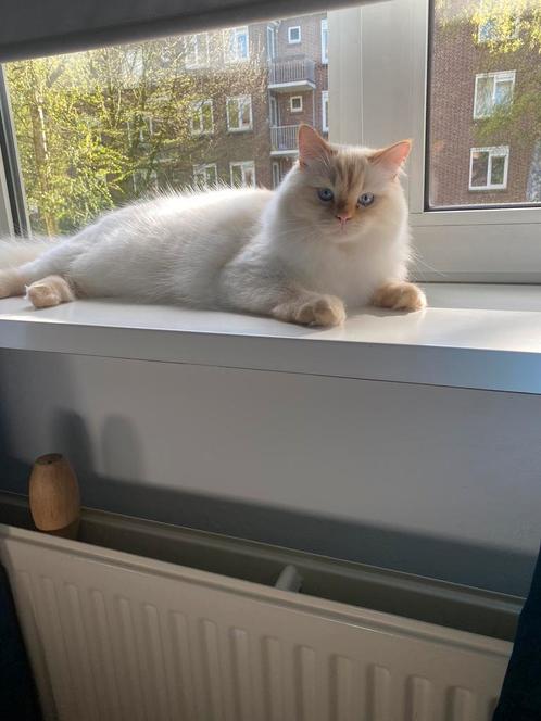 Lieve Britse Langhaar x Ragdoll kater zoekt nieuw huisje, Dieren en Toebehoren, Katten en Kittens | Overige Katten, Kater