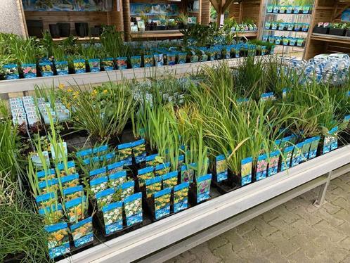 Vijverplanten, zuurstofplanten, waterlelie,, Tuin en Terras, Vijvers, Nieuw, Ophalen of Verzenden