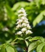 kastanje boom, Overige soorten, 100 tot 250 cm, Zomer, Ophalen