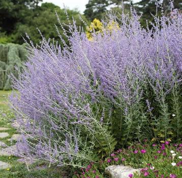 Perovskia Blue Spire | Russische Lavendel | Chemievrij  beschikbaar voor biedingen