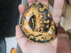 1.1 Piedbald Morphs Te Koop, Dieren en Toebehoren, Reptielen en Amfibieën, Slang, Tam, 0 tot 2 jaar