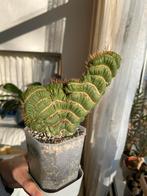 Cactus (Eulychnia castanea spiralis cristata), Ophalen of Verzenden, Cactus, Minder dan 100 cm, Volle zon
