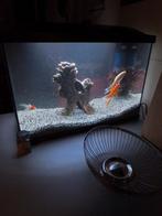 Aquarium met 4 vissen en toebehoren, Dieren en Toebehoren, Vissen | Aquariumvissen, Vis, Zoetwatervis