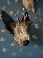 Opgezette kop wild zwijn, met gewei en vleugels, rariteit., Ophalen of Verzenden, Gebruikt, Wild dier, Opgezet dier