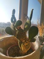 Bunny ear cactus, Huis en Inrichting, Ophalen, Minder dan 100 cm, In pot, Cactus
